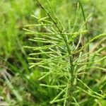 Equisetum pratense برگ