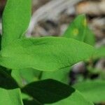 Comandra umbellata Leaf