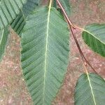 Nothofagus alpina Hoja