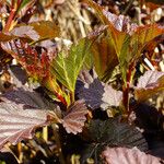 Physocarpus opulifolius Folha