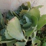 Kalanchoe marmorata Leaf