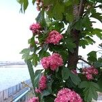 Prunus serrulata Květ