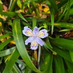 Iris japonicaFlower