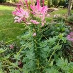 Cleome spinosa Blomst