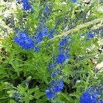 Veronica austriaca 整株植物