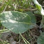 Senecio provincialis Leaf