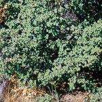 Rhamnus crocea Leaf