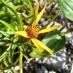 Jasonia tuberosa Flor
