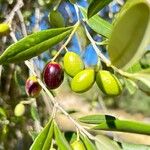 Olea europaeaFrugt