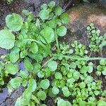 Nasturtium officinale 葉