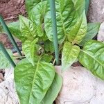 Mirabilis longiflora Leaf