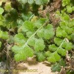 Asplenium hispanicum Hábito