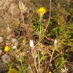 Crepis foetida Froito