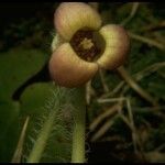 Asarum lemmonii Fleur