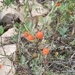 Osyris lanceolata Fruit
