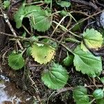 Saxifraga spathularis Blatt