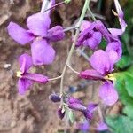 Moricandia moricandioides Flower