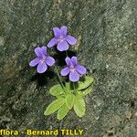 Pinguicula longifolia Autre