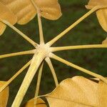 Schefflera morototoni Cortiza