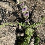 Mentha pulegium Habitat