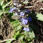 Ajuga reptans Συνήθη χαρακτηριστικά