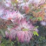 Calliandra selloi Blüte