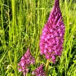 Anacamptis pyramidalisFiore