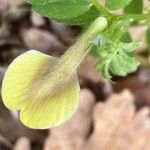 Vicia hybrida Flor