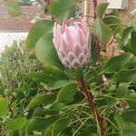 Protea cynaroides Blatt