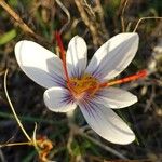 Crocus cartwrightianus