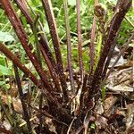 Pteris pteridioides Alia