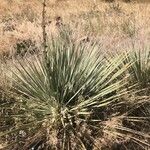 Yucca elata Blad