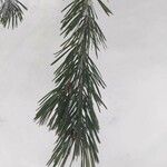 Pinus sibirica পাতা