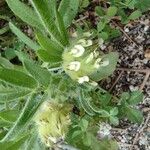 Anthyllis cornicina 葉
