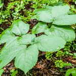 Aralia nudicaulis Φύλλο