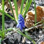 Muscari botryoidesЦвят