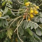 Sophora tomentosa Květ