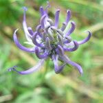 Phyteuma orbiculare Flor