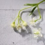 Galium pumilum Flower