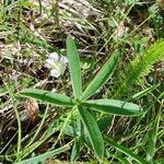 Potentilla alba 葉