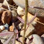 Cleome violacea Bark