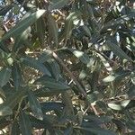 Olea europaea পাতা