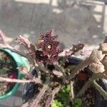 Boucerosia crenulata