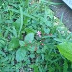 Talinum paniculatum Çiçek