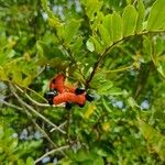 Cojoba rufescens Fruit