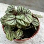 Peperomia albovittata Hostoa