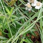 Achillea ptarmica Hoja