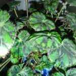 Begonia cleopatrae Lapas