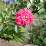 Lagerstroemia speciosa Blüte