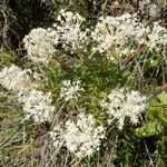 Ceanothus herbaceus Hábito